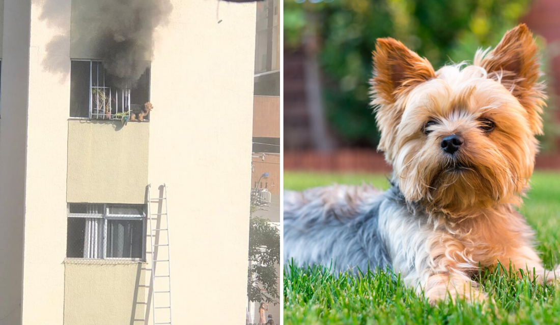 Garis resgatam cãozinho em varada de apartamento em chamas