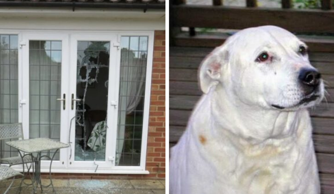 Cachorro se transforma em herói para salvar mulheres de violência doméstica