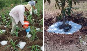 Engenheiro cria solução impensável para reduzir uso de água em irrigações