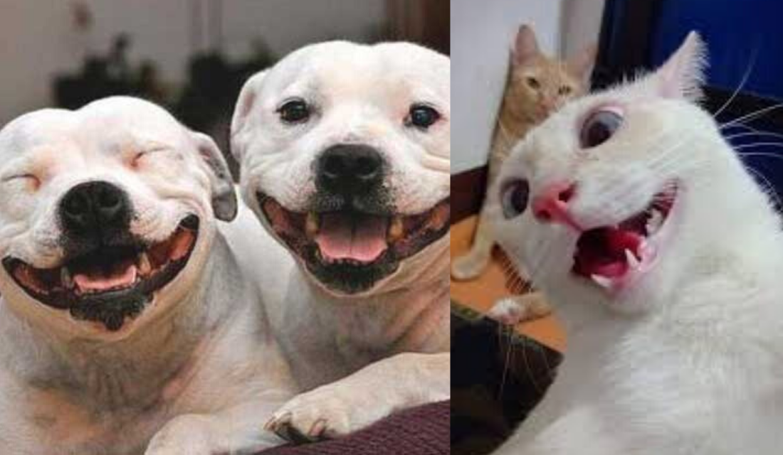 10 fotos de animais que irão colocar o sorriso em seu rosto