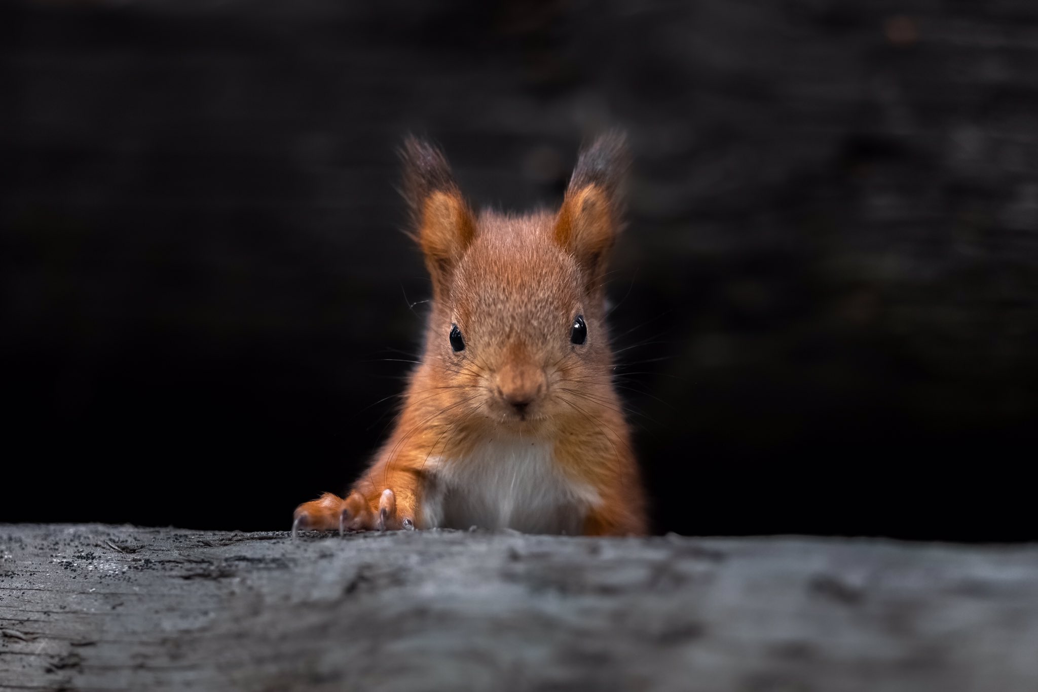 fotografa-registra-esquilos-bebes