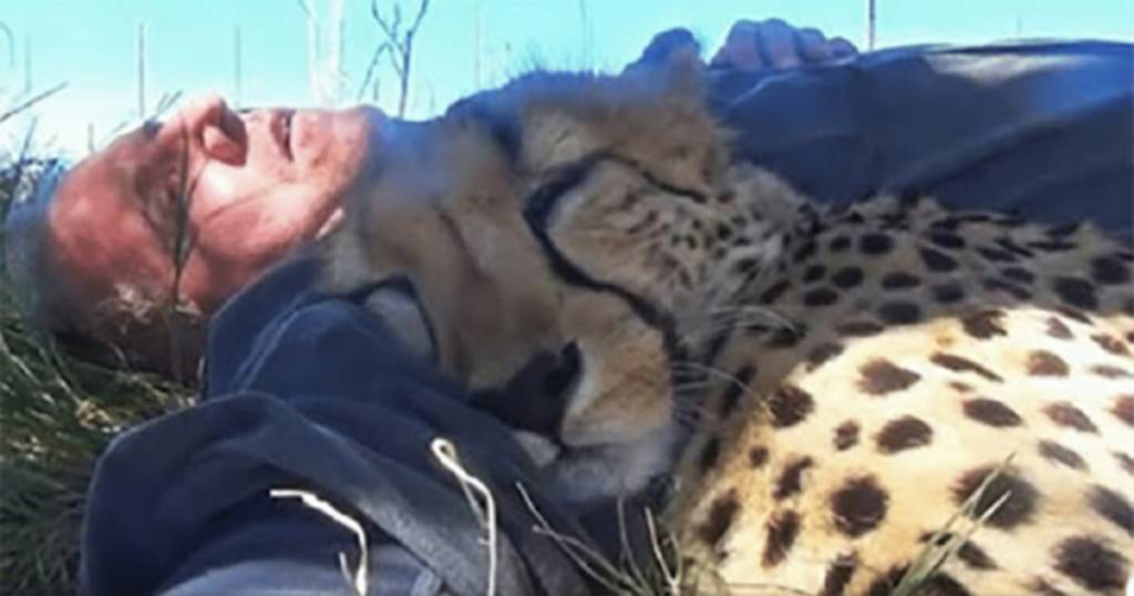 cheetah-dorme-ao-lado-de-homem