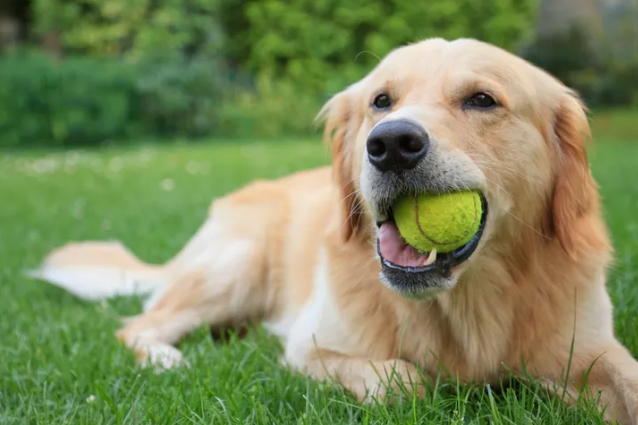 labrador-lindo