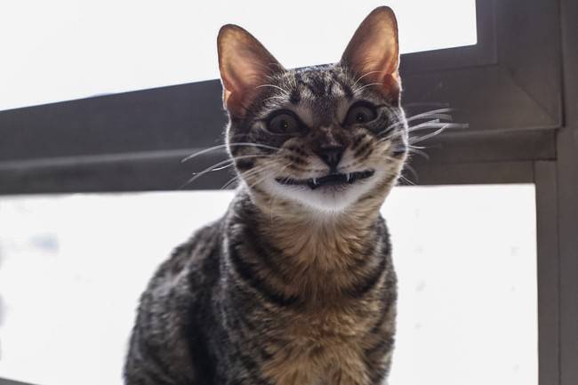 gato-sorrindo