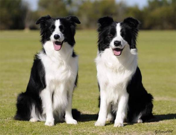 border-collie-lindos