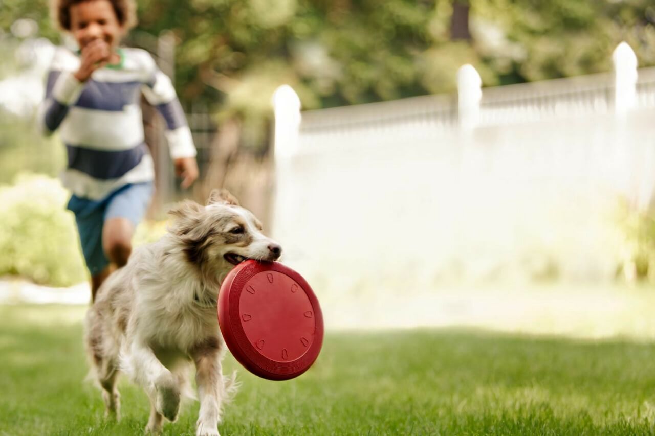 como-brincar-com-cachorros