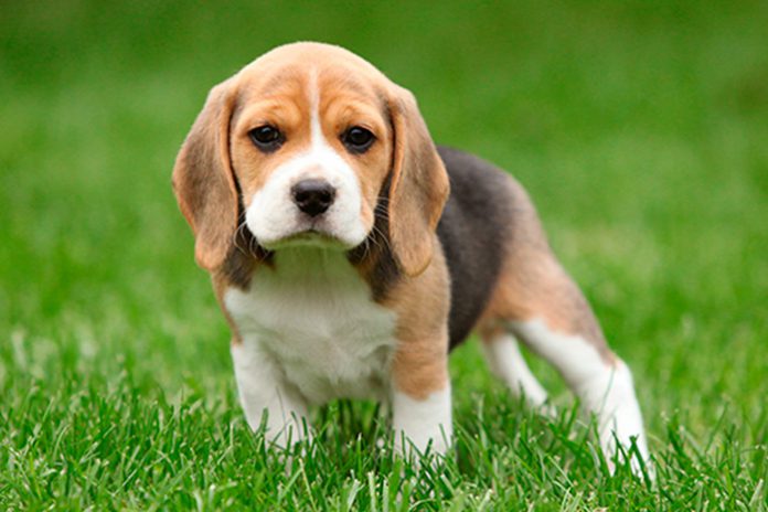 filhote-de-beagle