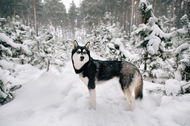 CACHORRO-LOBO