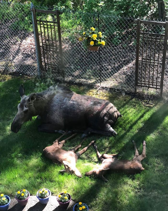 familia-de-alces-descansando