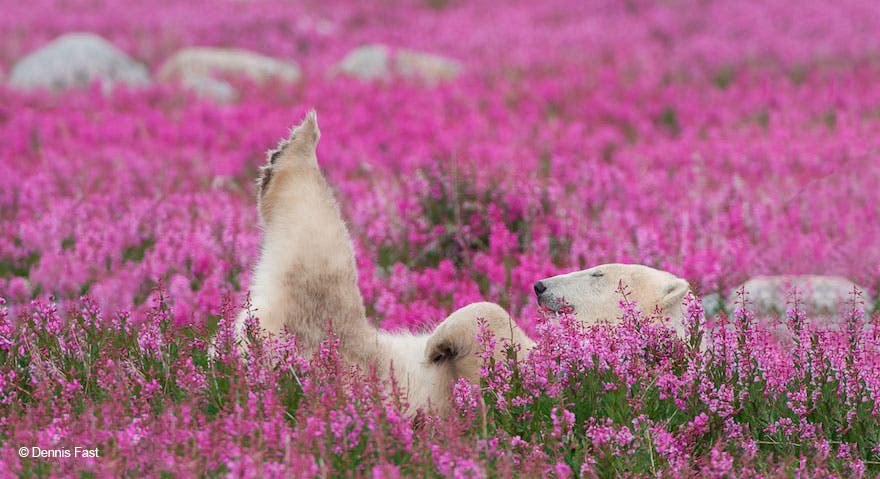 urso-polar-flores