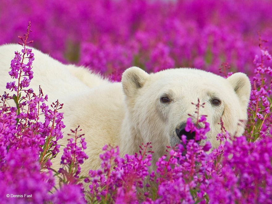 urso-polar-flores