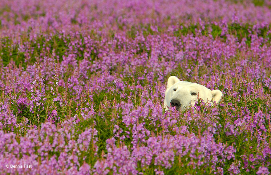 urso-polar-flores