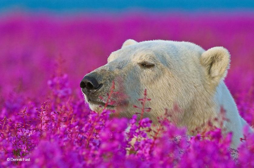 urso-polar-flores