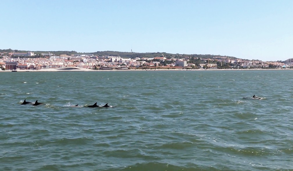 golfinhos-reaparecem-em-lisboa