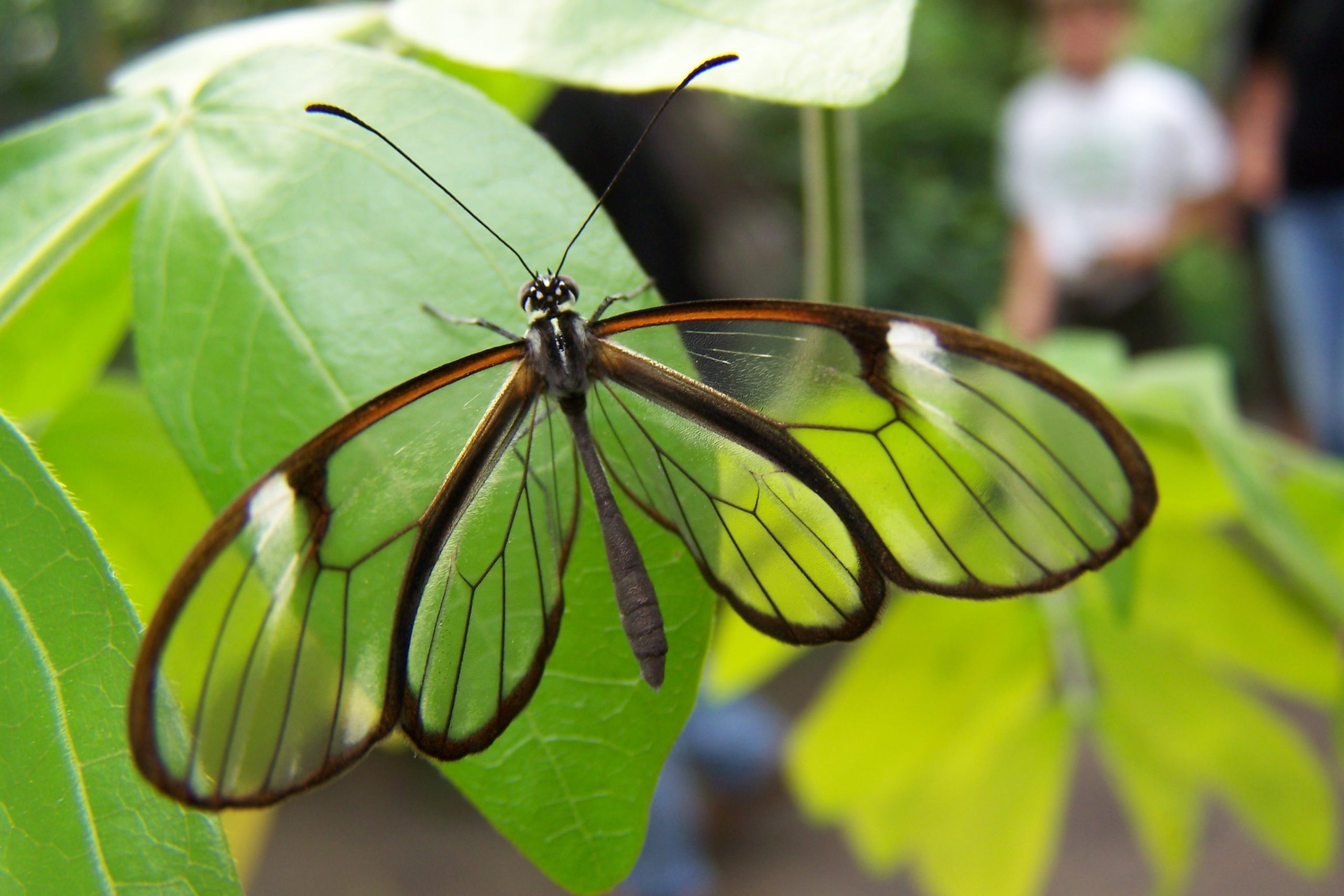 borboleta-asa-de-vidro