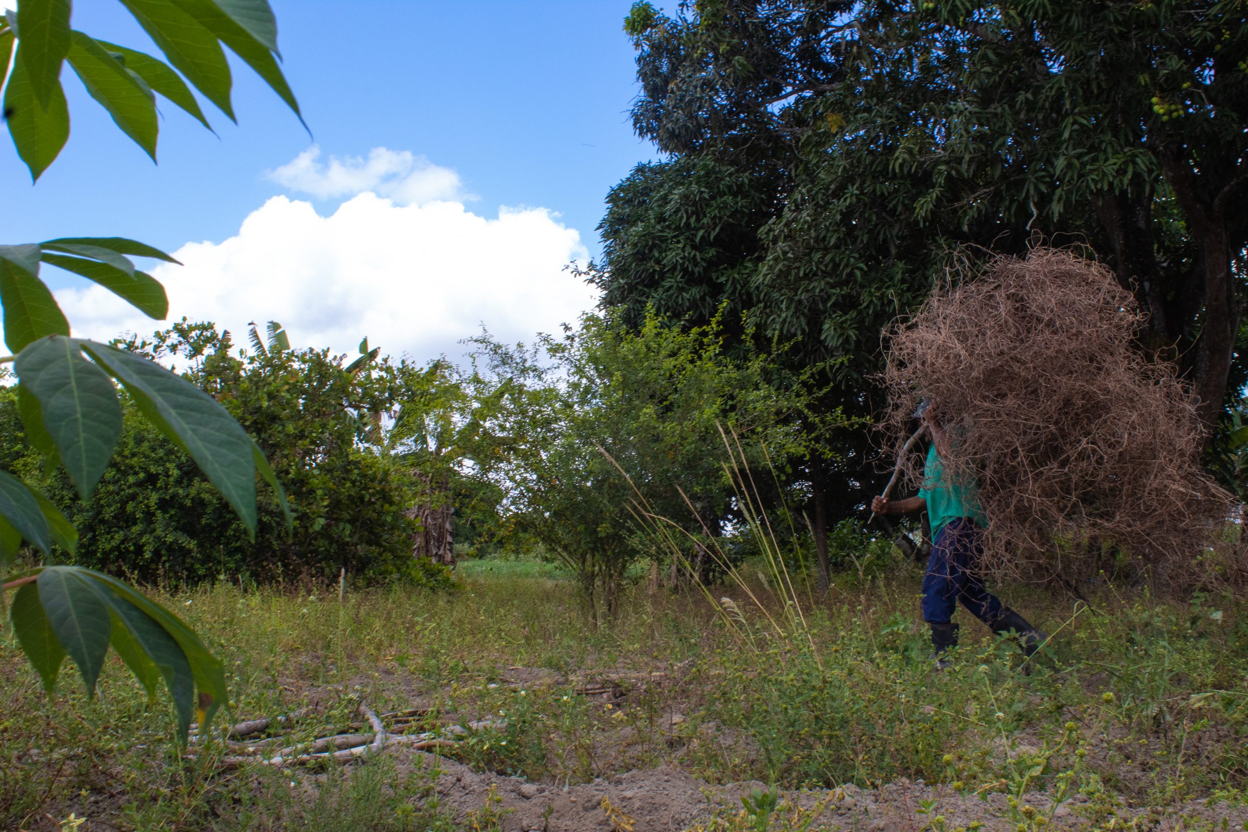 trabalho-agricultor