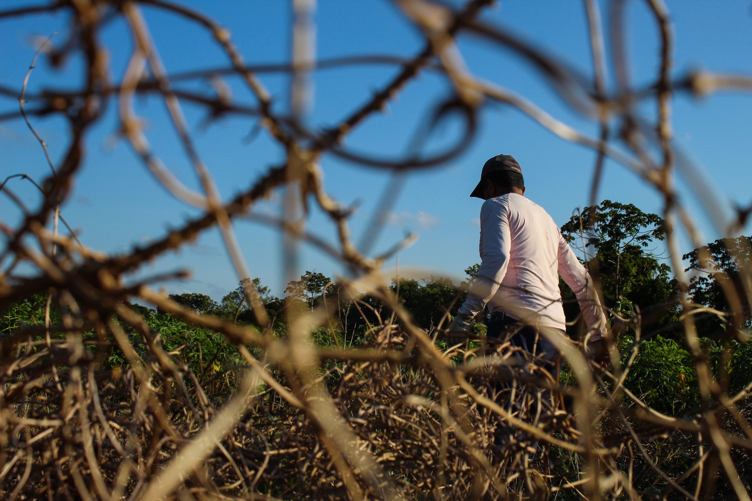 agricultura