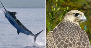 Saiba quais são os animais mais rápido do mundo (não fique abismado com o 6)