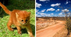 Filhote de raça ameaçada de extinção é resgatado no Sertão da Bahia