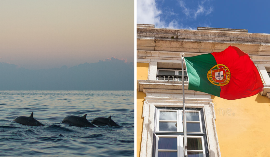 Por causa do isolamento, rio Tejo em Lisboa volta a ter visitas inusitadas de…