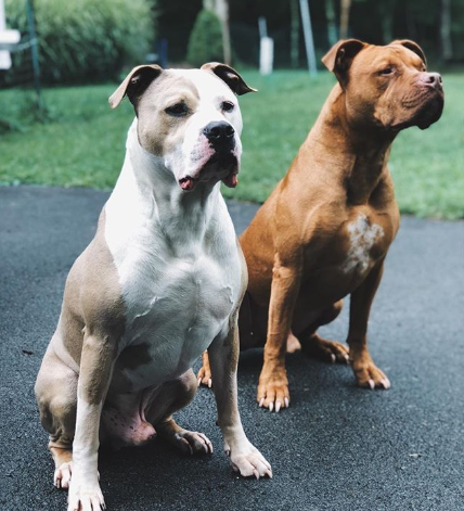 cão-ajuda-irmao-doente