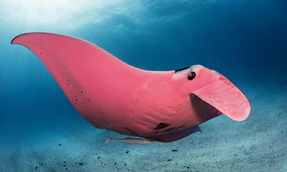 arraia-manta-rosa