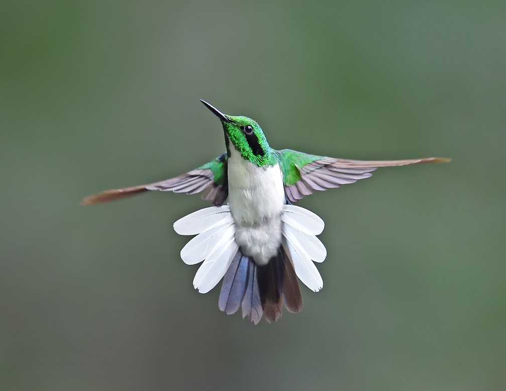 beija-flor