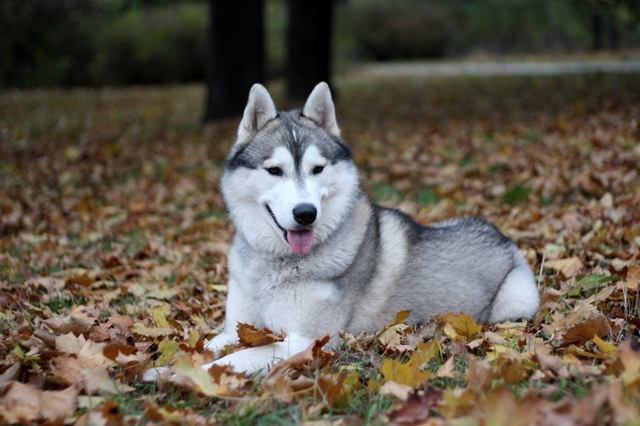 husky-siuberiano