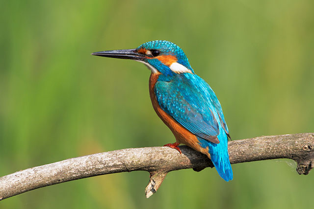 kingfisher