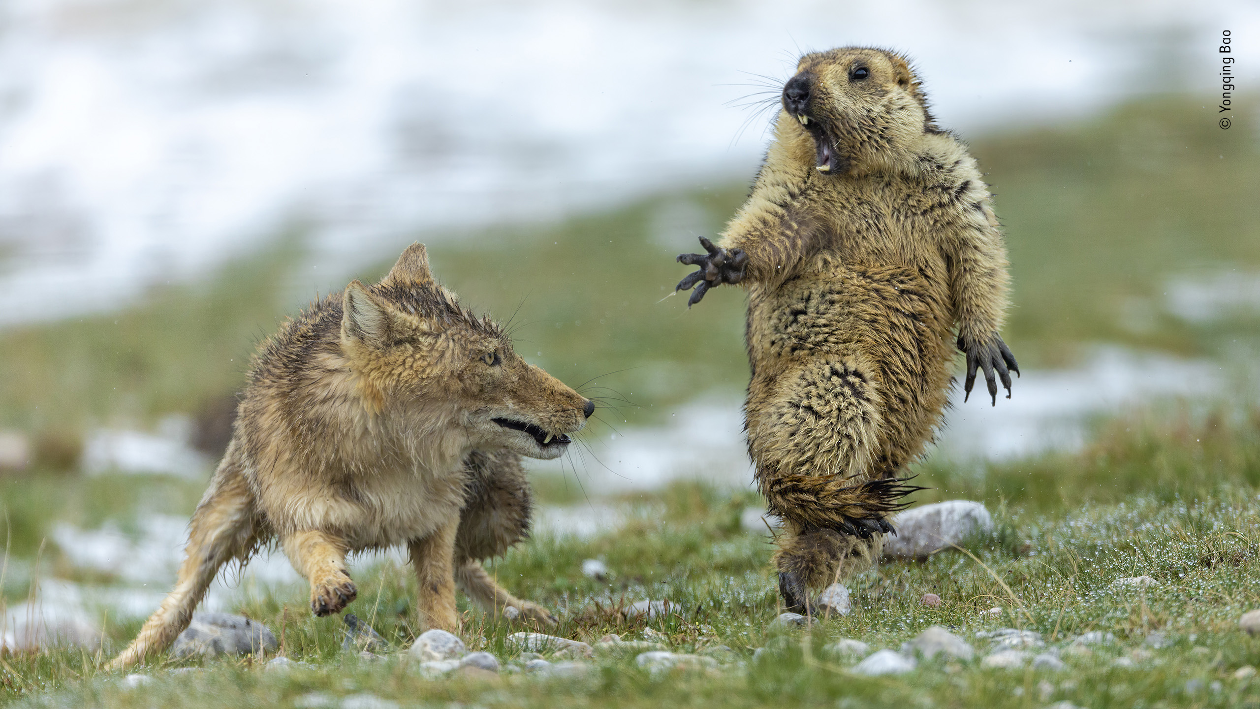 marmota-assustada