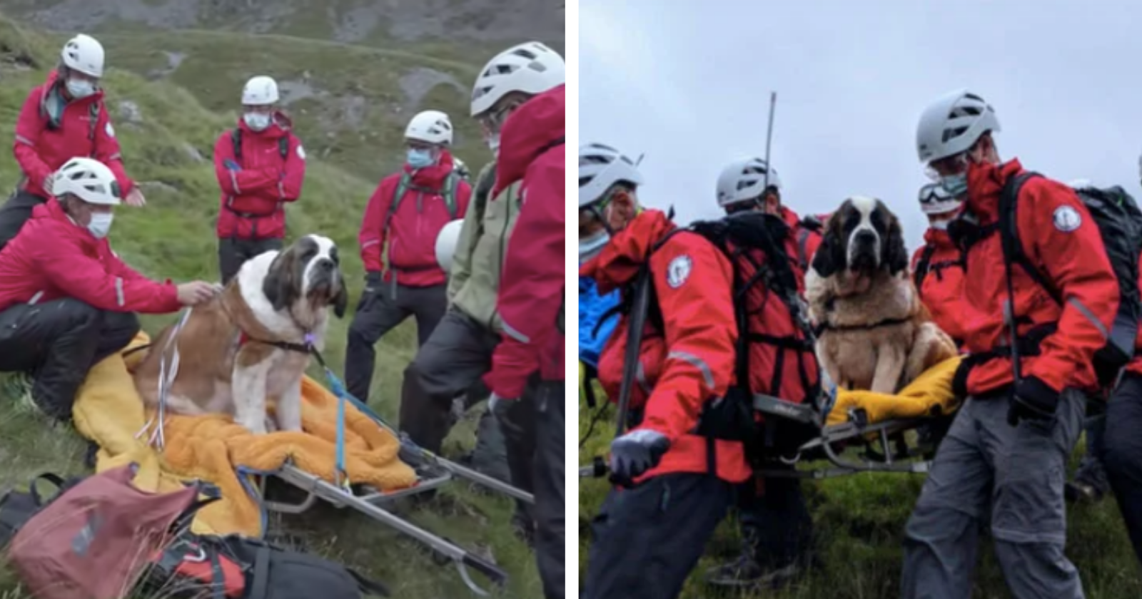 Voluntários se mobilizam para salvar cadela presa na montanha mais alta da Inglaterra