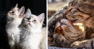 10 motivos que comprovam: TER DOIS GATOS É MELHOR QUE UM!