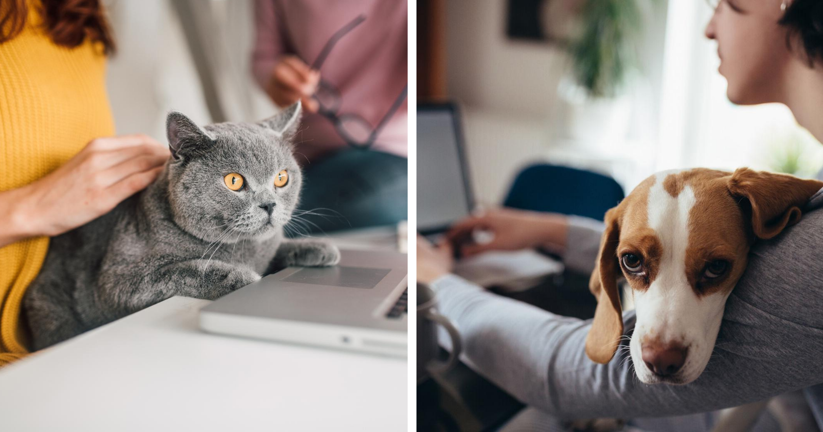 5 benefícios radiantes de fazer home office com o seu pet por perto