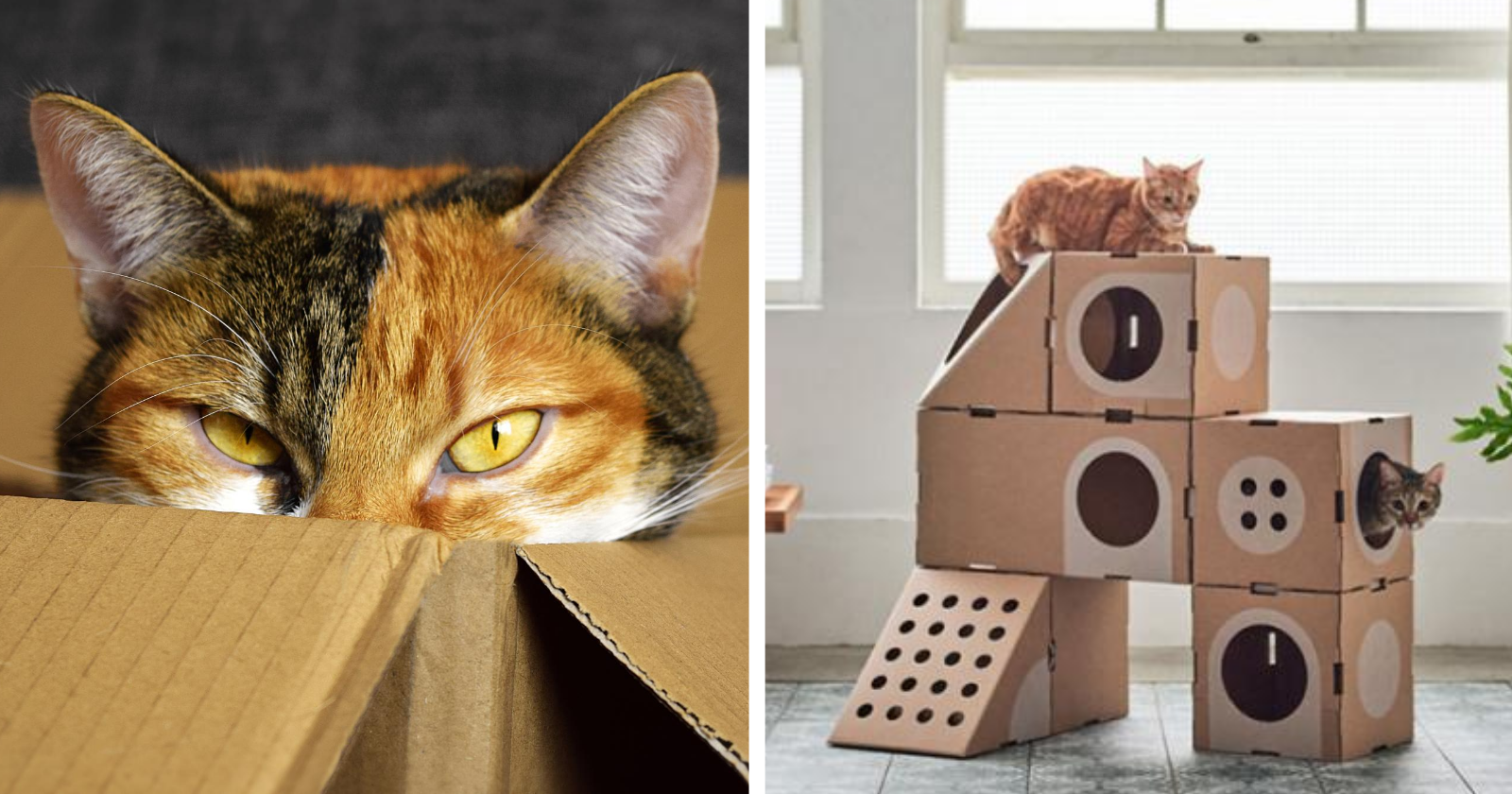 Amazon ensina clientes formas simples de criar casas para gatos, com suas caixas!