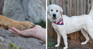 Cão se transforma em herói após salvar cuidadora de um sequestro durante uma caminhada