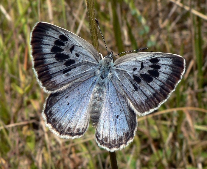 borboleta-azul