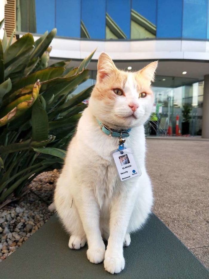 hospital-contrata-gato-como-segurança