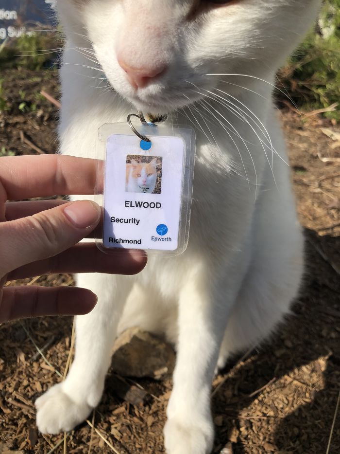 hospital-contrata-gato