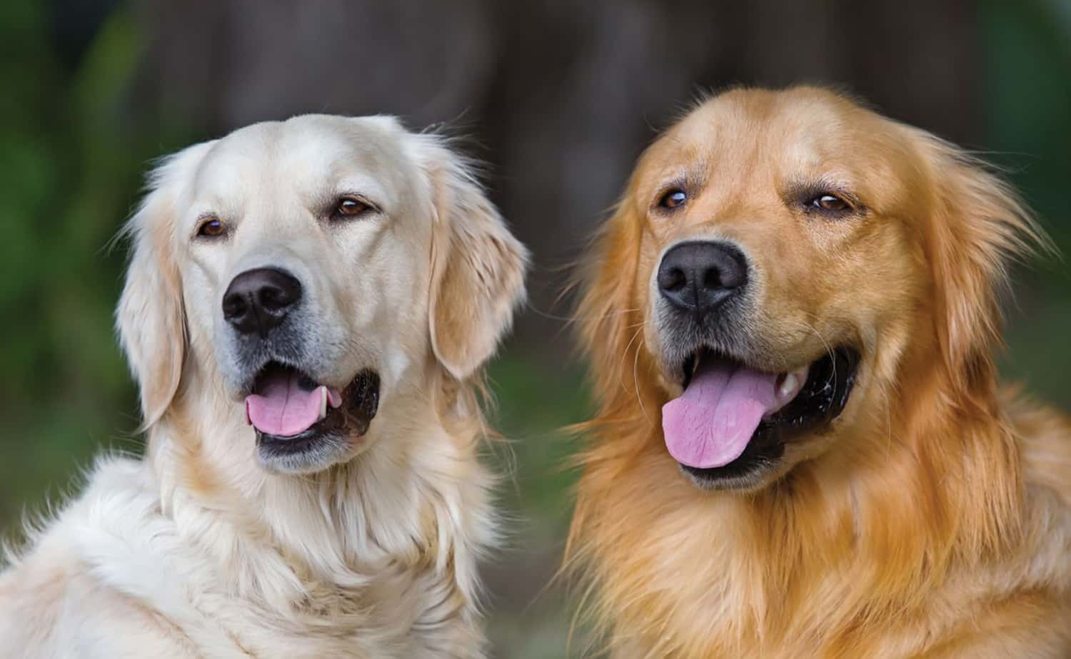 vantagem-dois-cães-em-casa