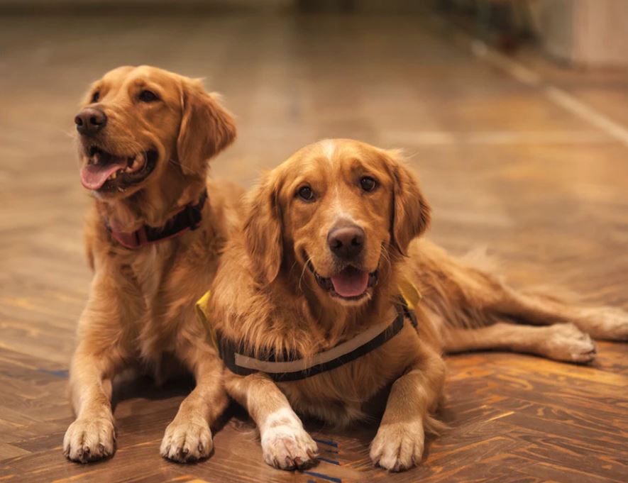 vantagem-dois-cães-em-casa