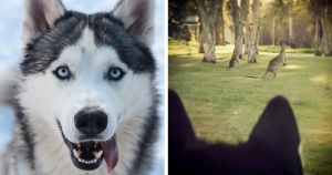 Reação de husky siberiano ao ver um canguru pela primeira vez é uma das imagens mais hilárias já vistas