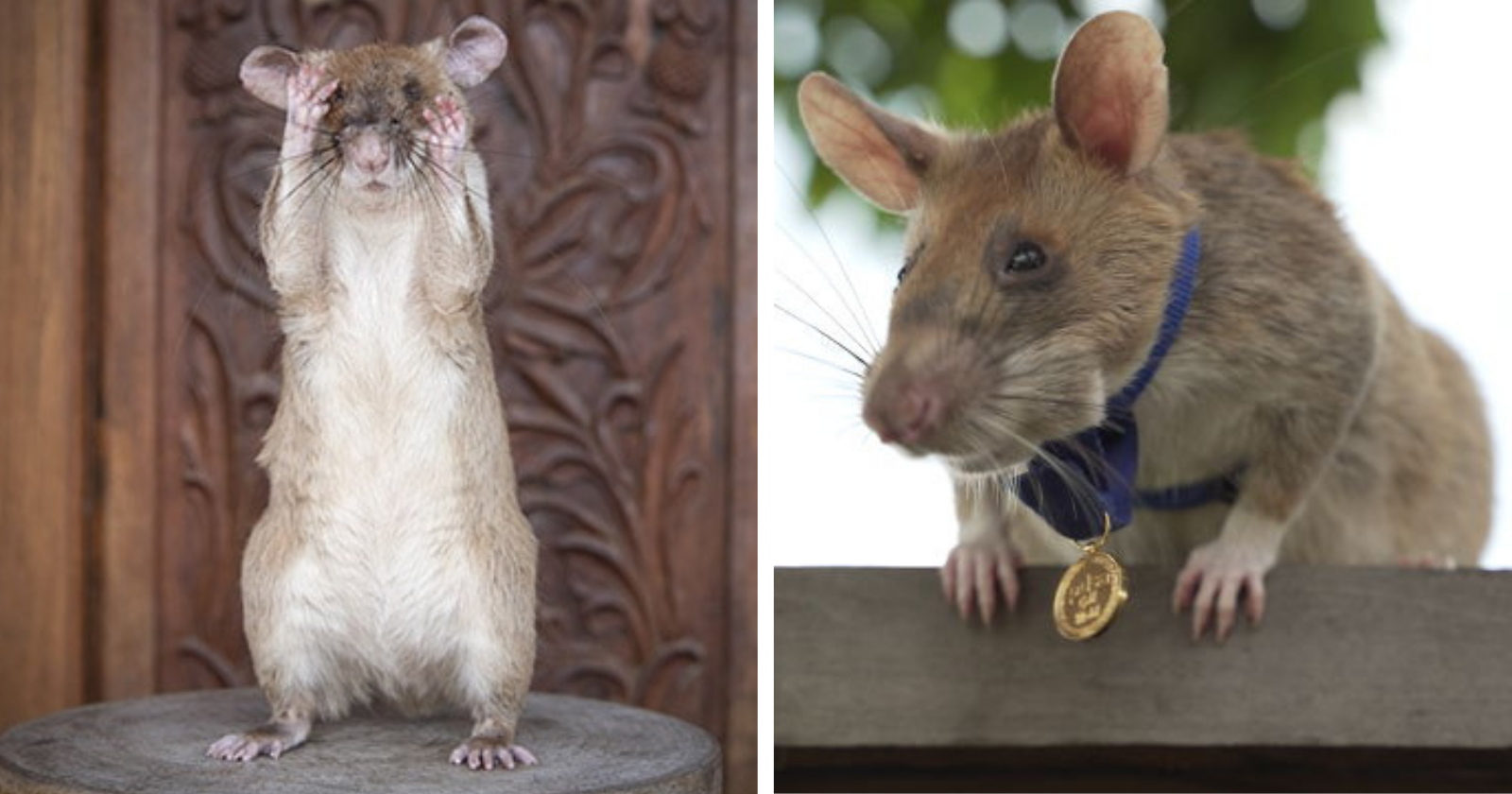 Ratinho recebe medalha de OURO por bravura ao salvar vidas detectando…