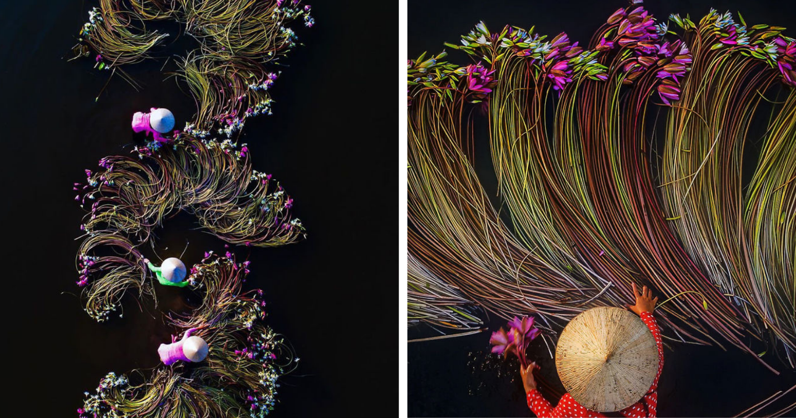 Fotógrafo acompanha colheita de flores em rio e cria imagens INACREDITÁVEIS