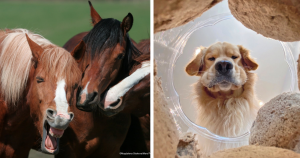 Concurso de fotografia animal anuncia as 40 fotos mais HILÁRIAS como finalistas