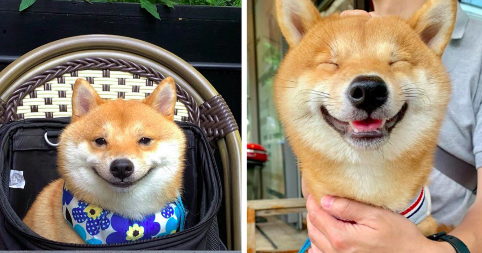 Esse doguinho se tornou um verdadeiro viral ao aparecer sempre sorrindo nas fotos