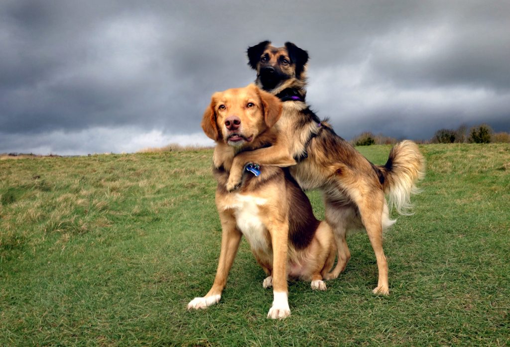 vantagem-dois-cães-em-casa