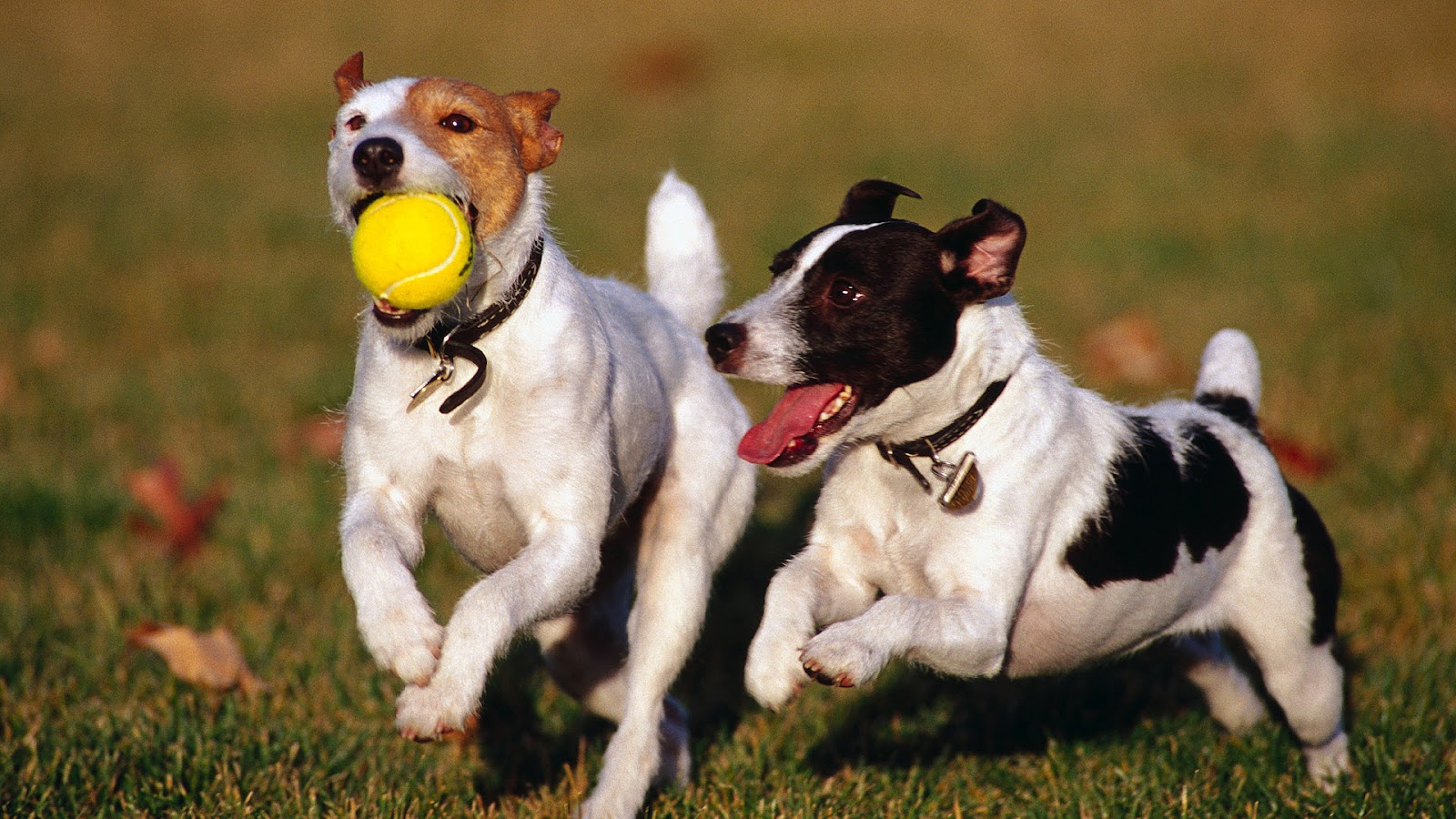 vantagem-dois-cães-em-casa