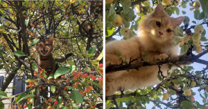 30 vezes em que gatos foram flagrados se sentindo os verdadeiros pássaros