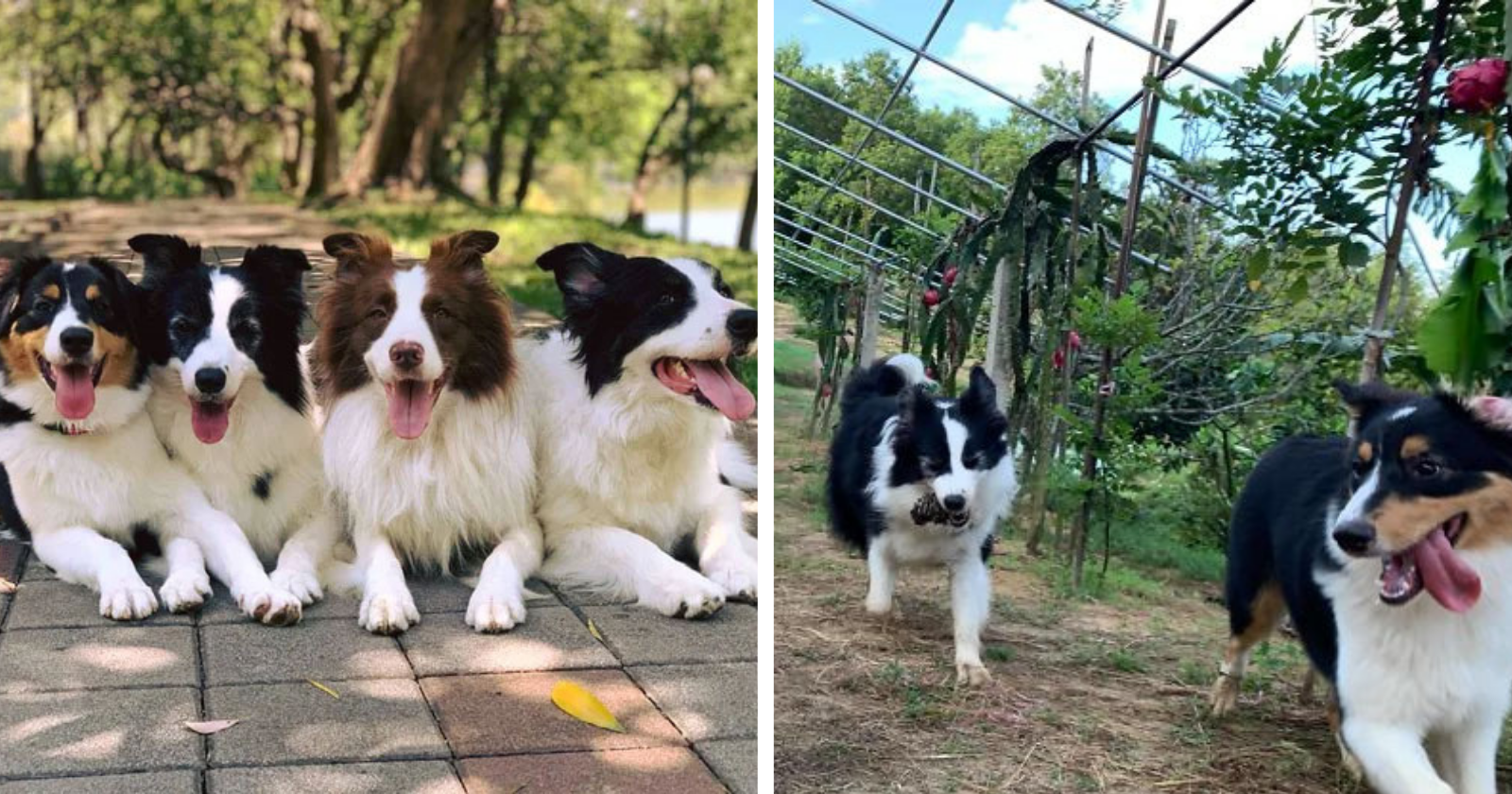 Ao ver dono colher frutas, cães tentaram ajudar do jeito mais engraçado possível!