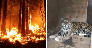 Depois de se ferir em incêndio no Pantanal, onça-pintada avança em reabilitação